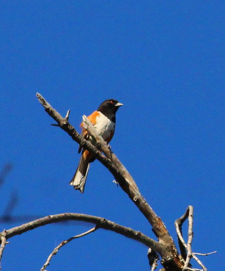 Spotted Towhee (oregonus Group) - ML29976931