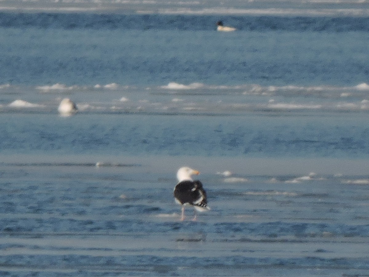 Great Black-backed Gull - ML299769451