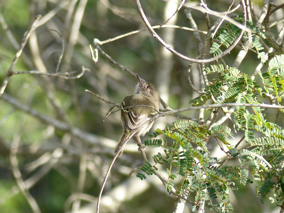 Pearly-vented Tody-Tyrant - ML29976951