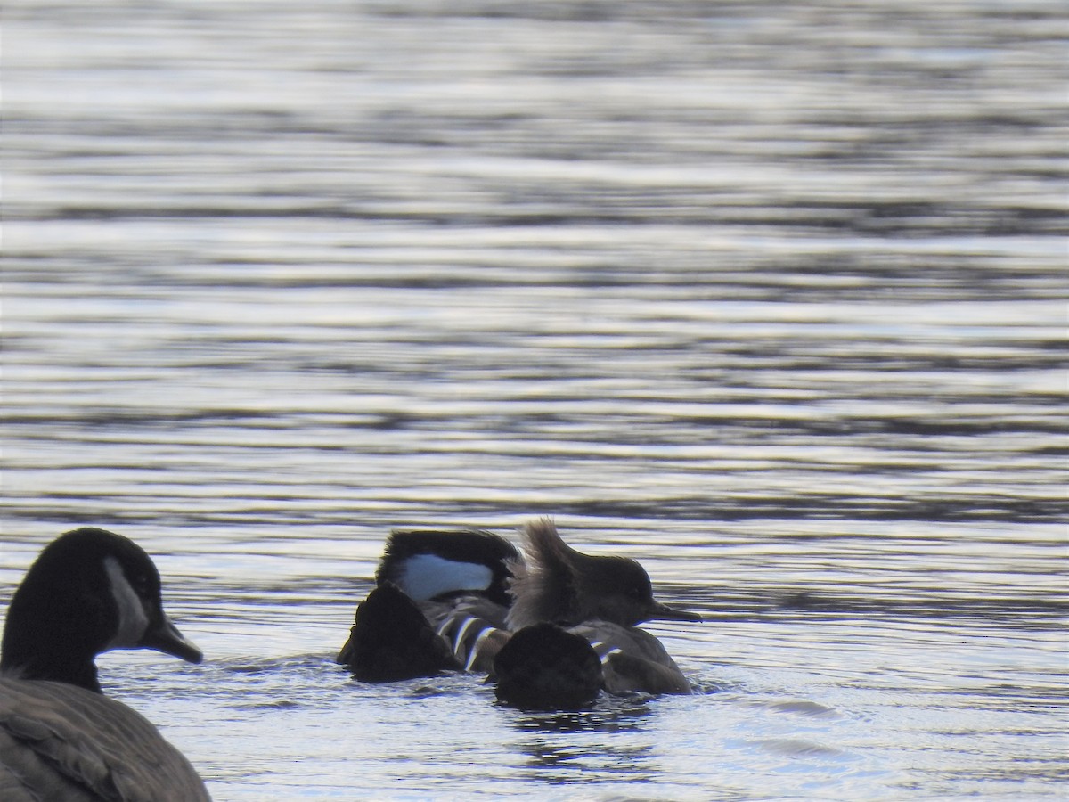 Hooded Merganser - ML299772741