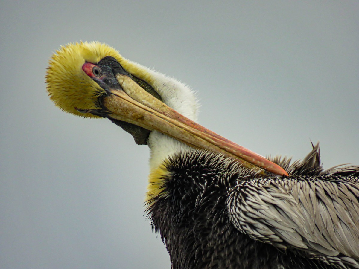 Brown Pelican - Pajareros Birding Tours