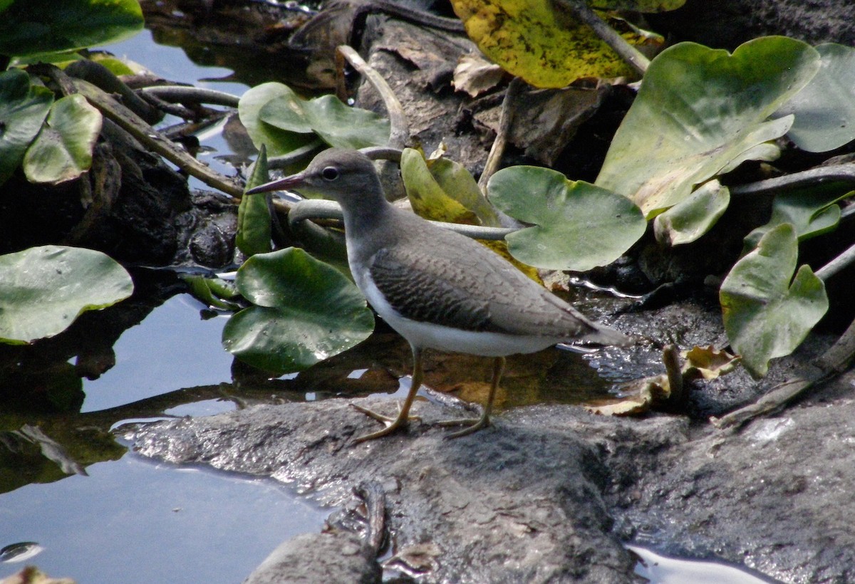 Spotted Sandpiper - ML29977391