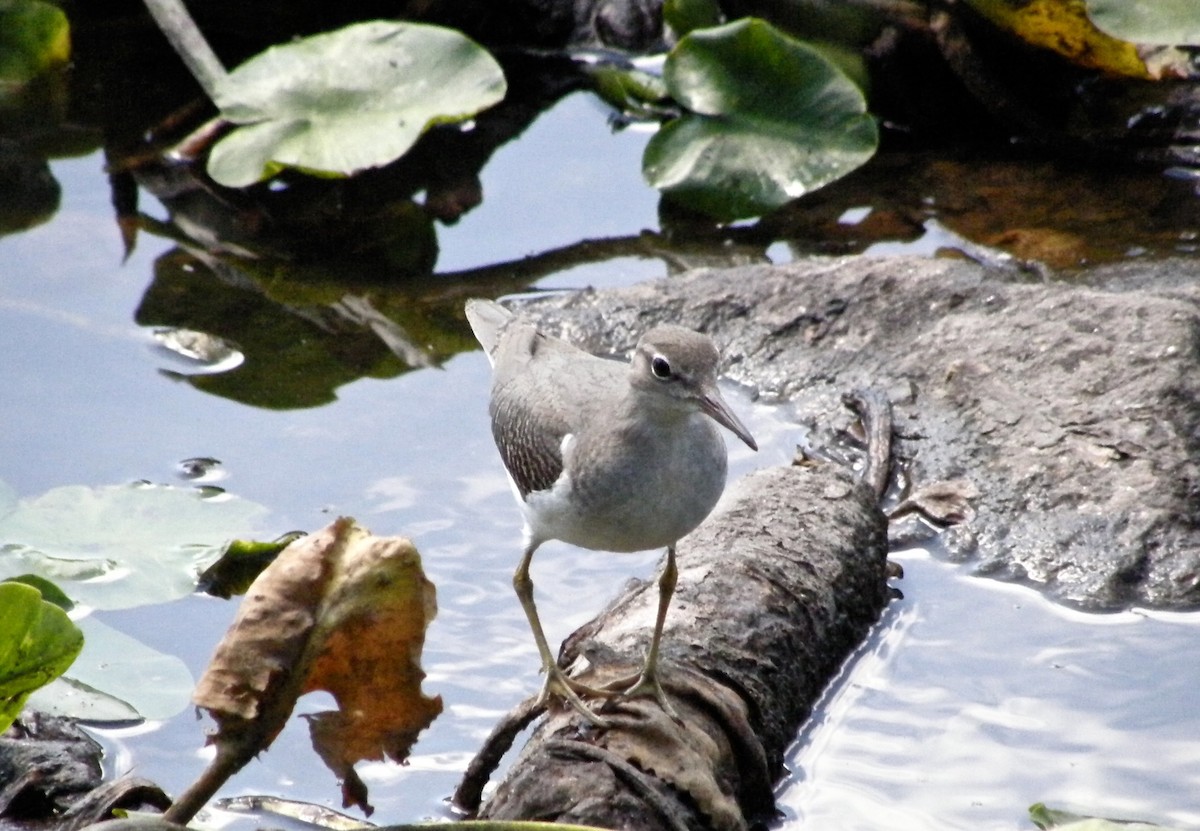 Spotted Sandpiper - ML29977401