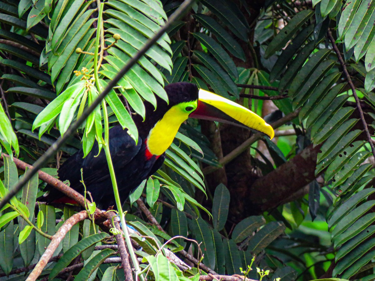 Yellow-throated Toucan - Pajareros Birding Tours