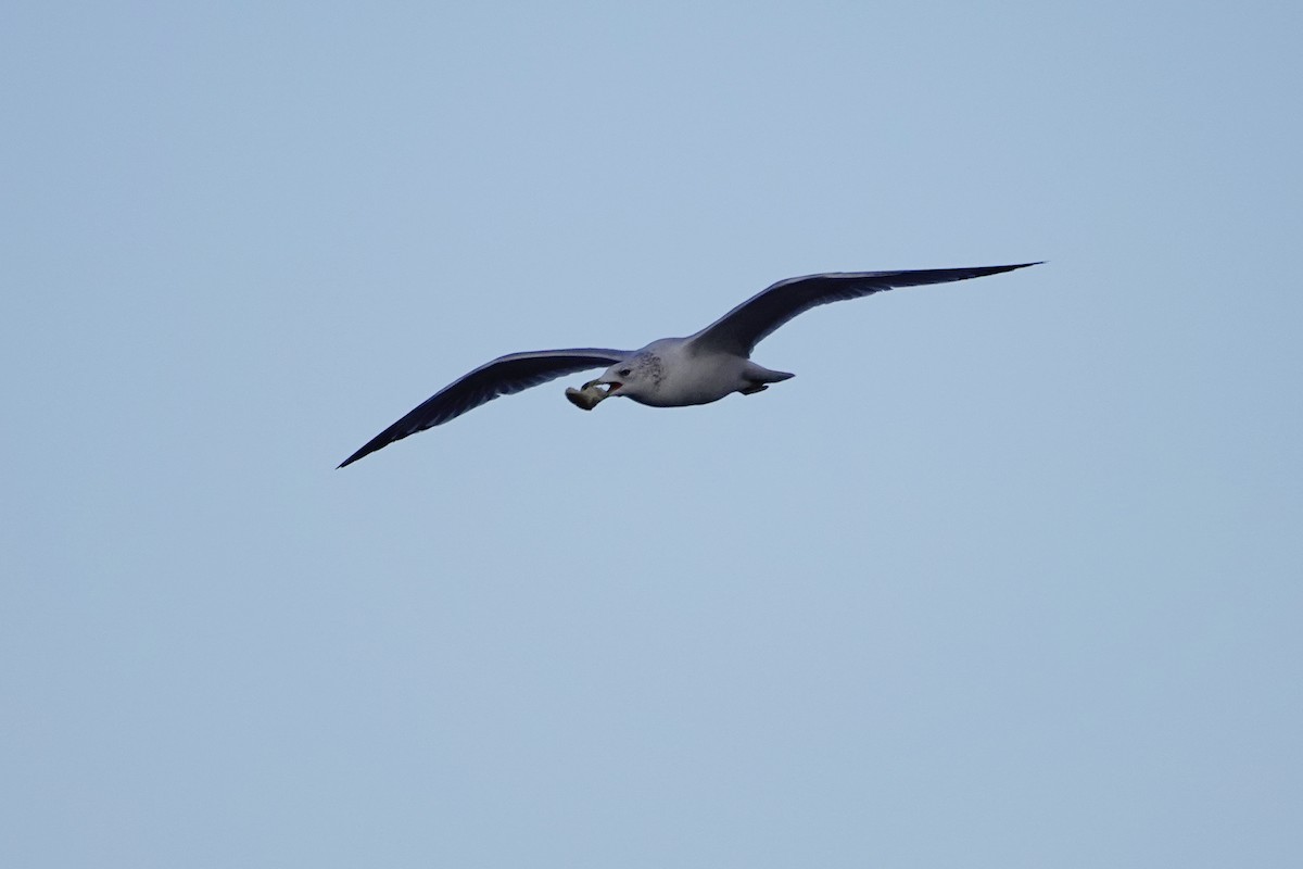 Ring-billed Gull - Steve Frye