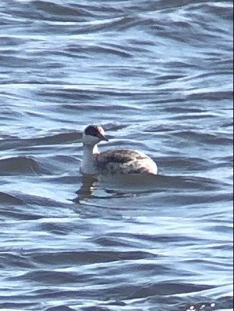 Horned Grebe - ML299775251