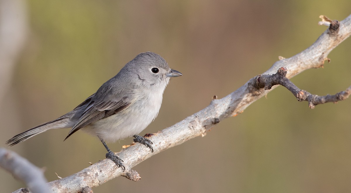 Gray Vireo - Ian Davies
