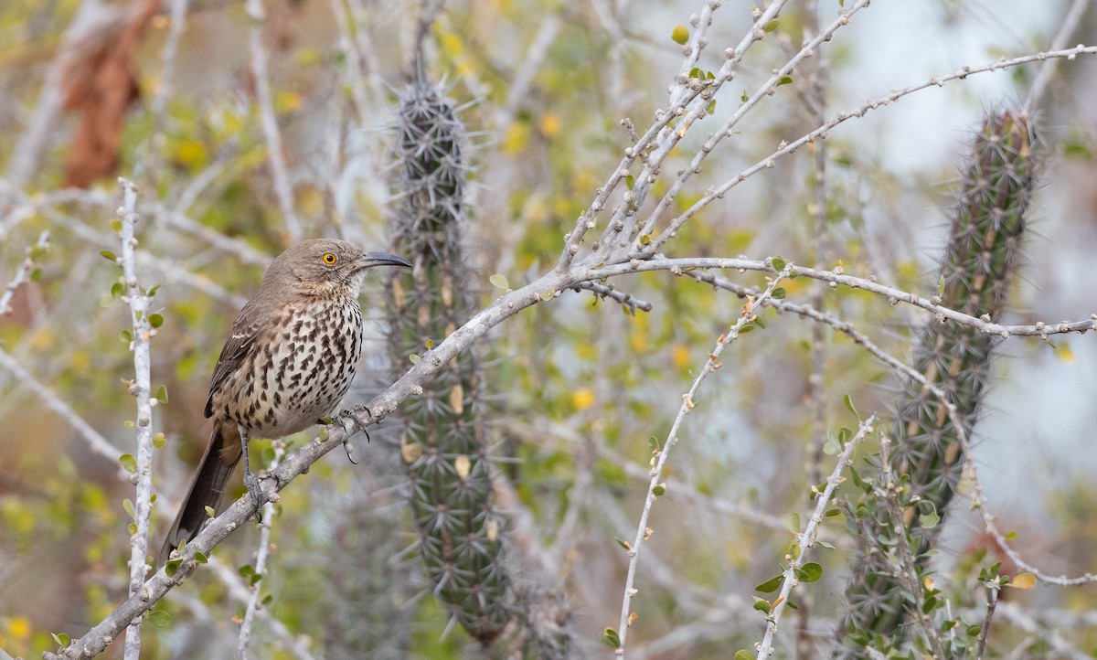 Gray Thrasher - ML299775761