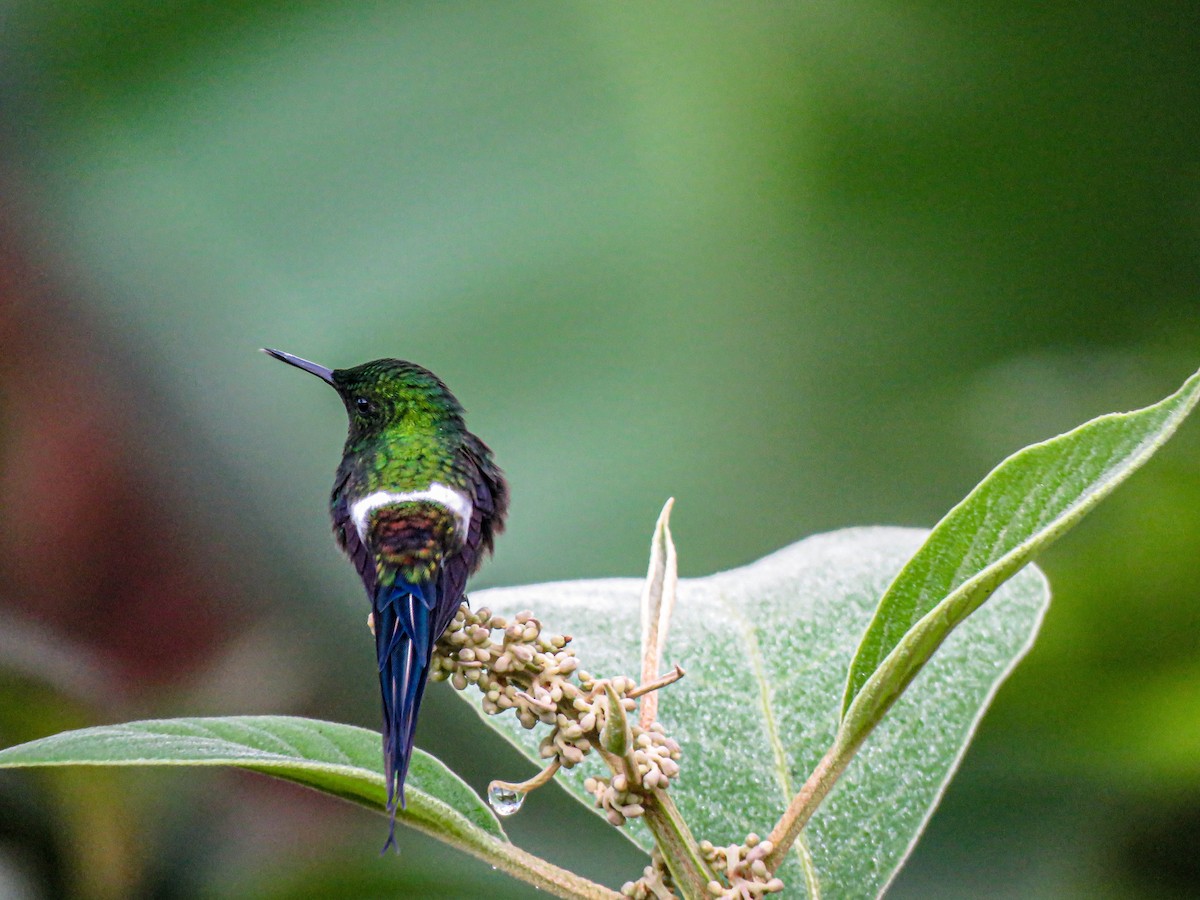 Green Thorntail - Pajareros Birding Tours