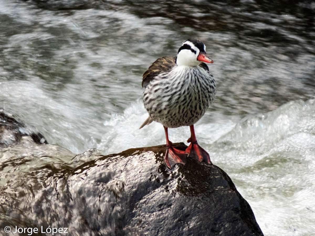 Torrent Duck - ML299779371