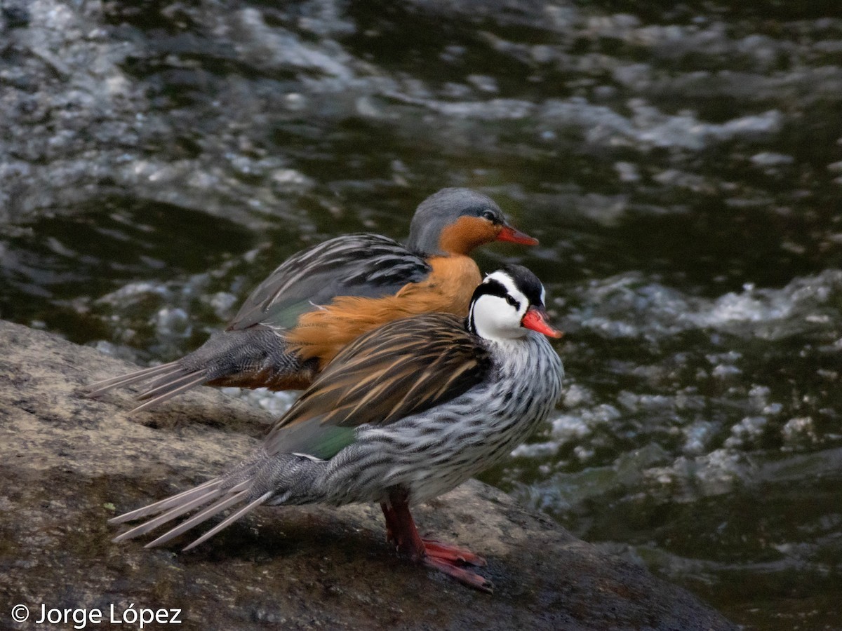 Torrent Duck - ML299779391