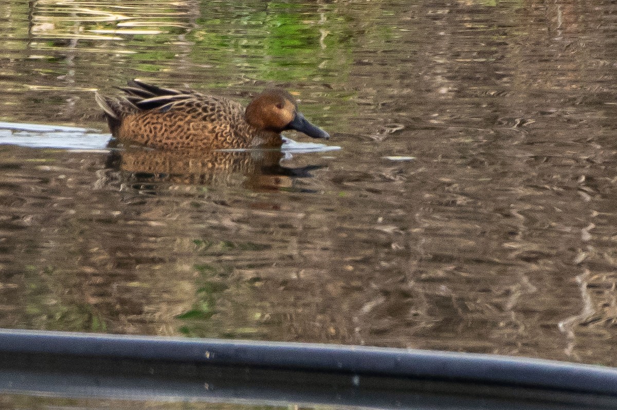 Blue-winged x Cinnamon Teal (hybrid) - ML299782771