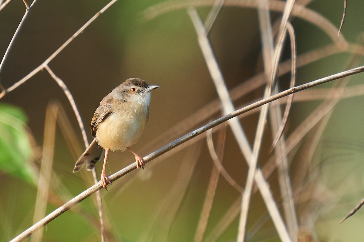 Plain Prinia - ML299783181