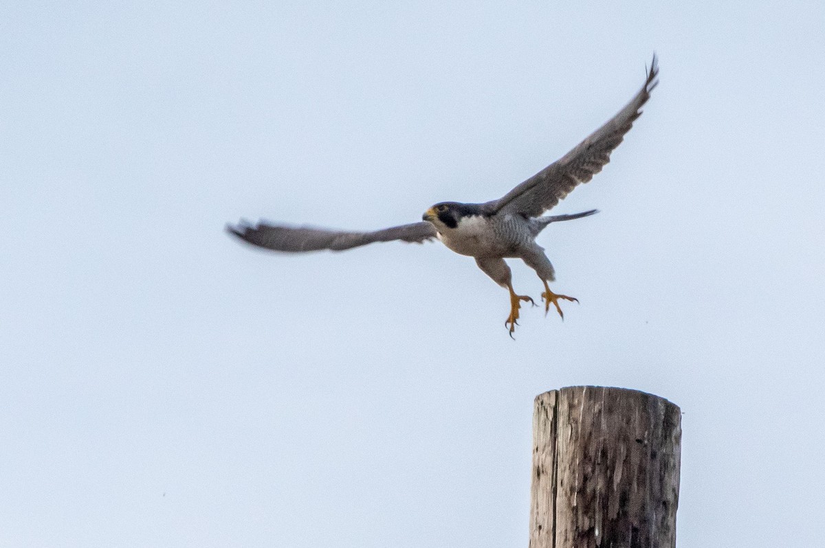 Halcón Peregrino - ML299783601