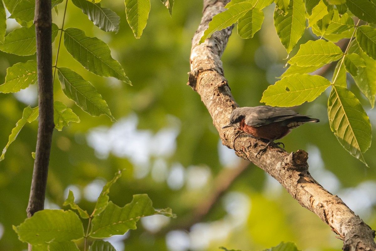 Chestnut-bellied Nuthatch - ML299785181