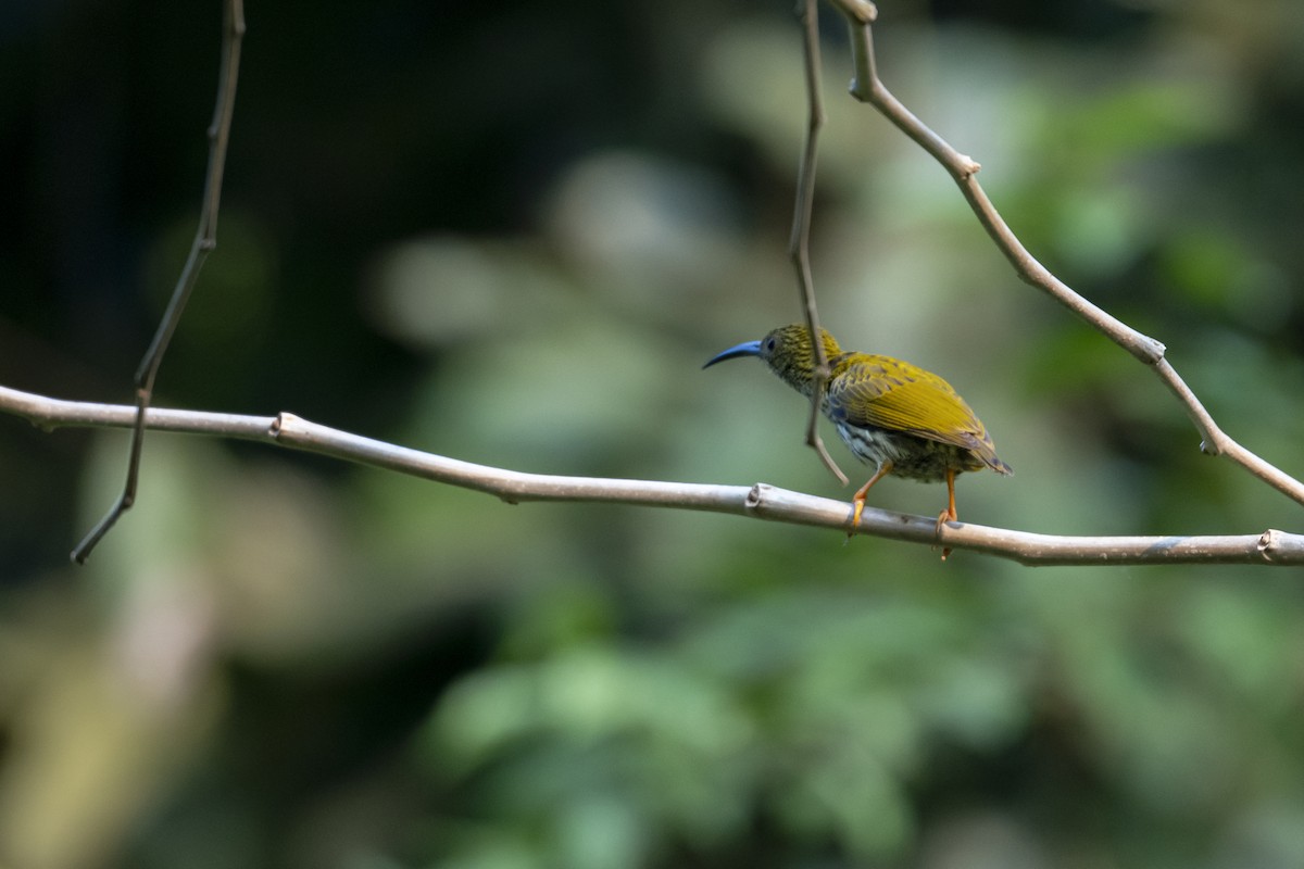 Streaked Spiderhunter - ML299785241