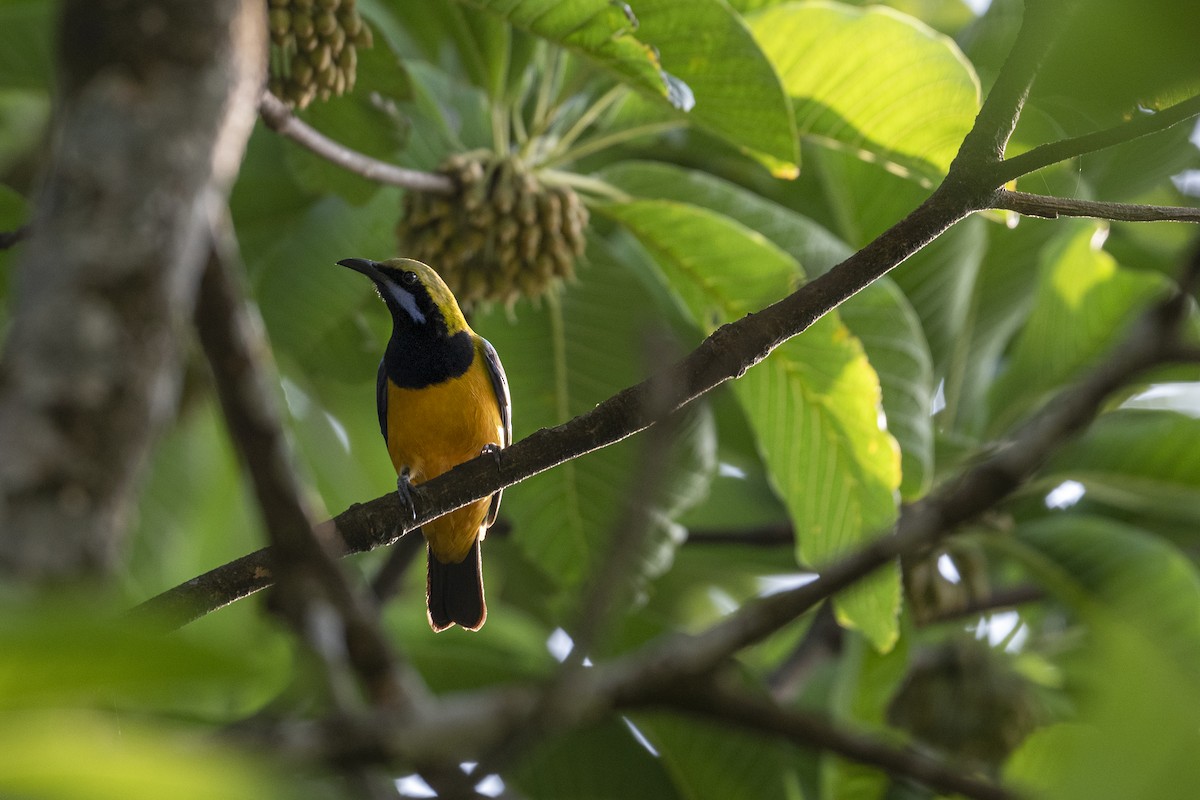 Orange-bellied Leafbird - ML299785291