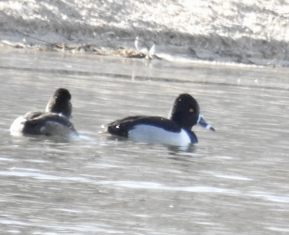 Ring-necked Duck - ML299787181