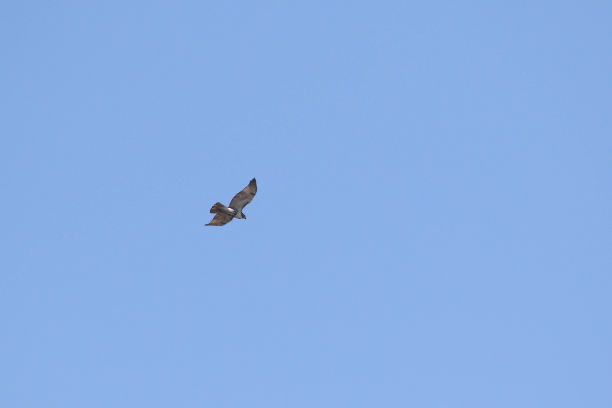 Red-tailed Hawk - Alex Lamoreaux