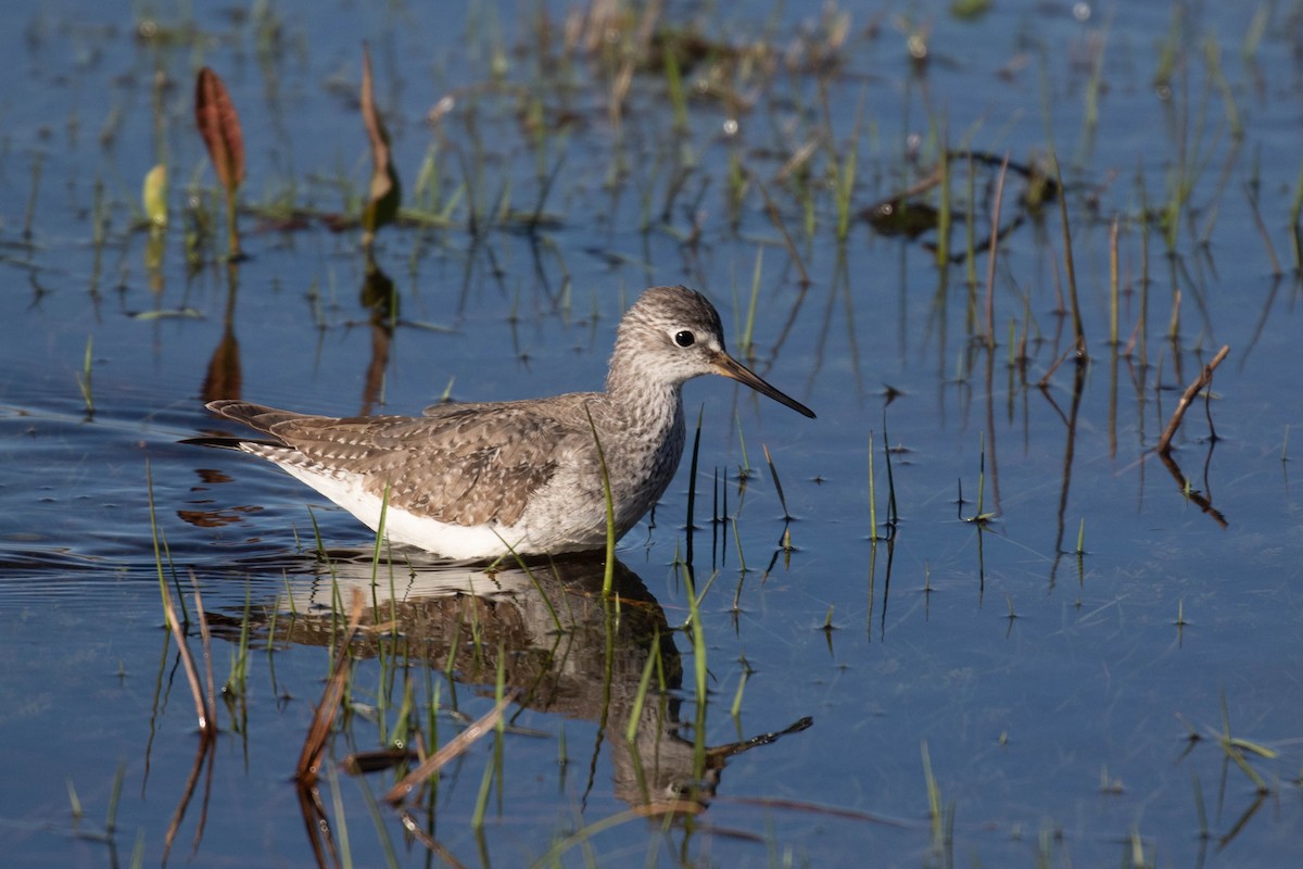 Lesser Yellowlegs - ML299789051