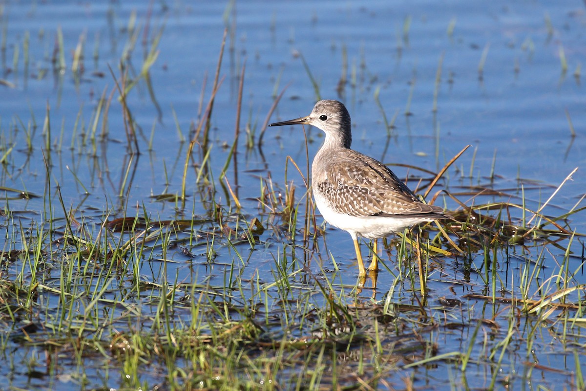 Lesser Yellowlegs - Alex Lamoreaux