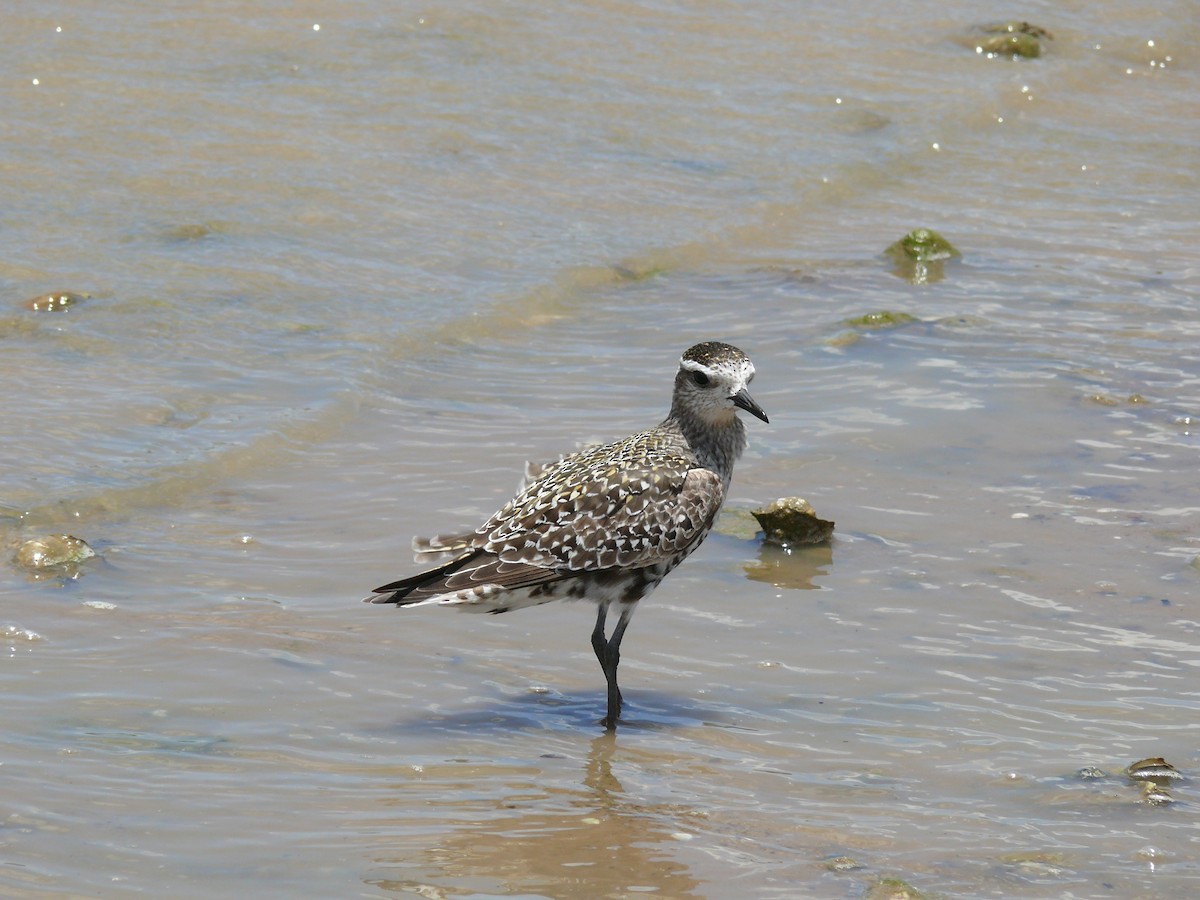 American Golden-Plover - ML29979241