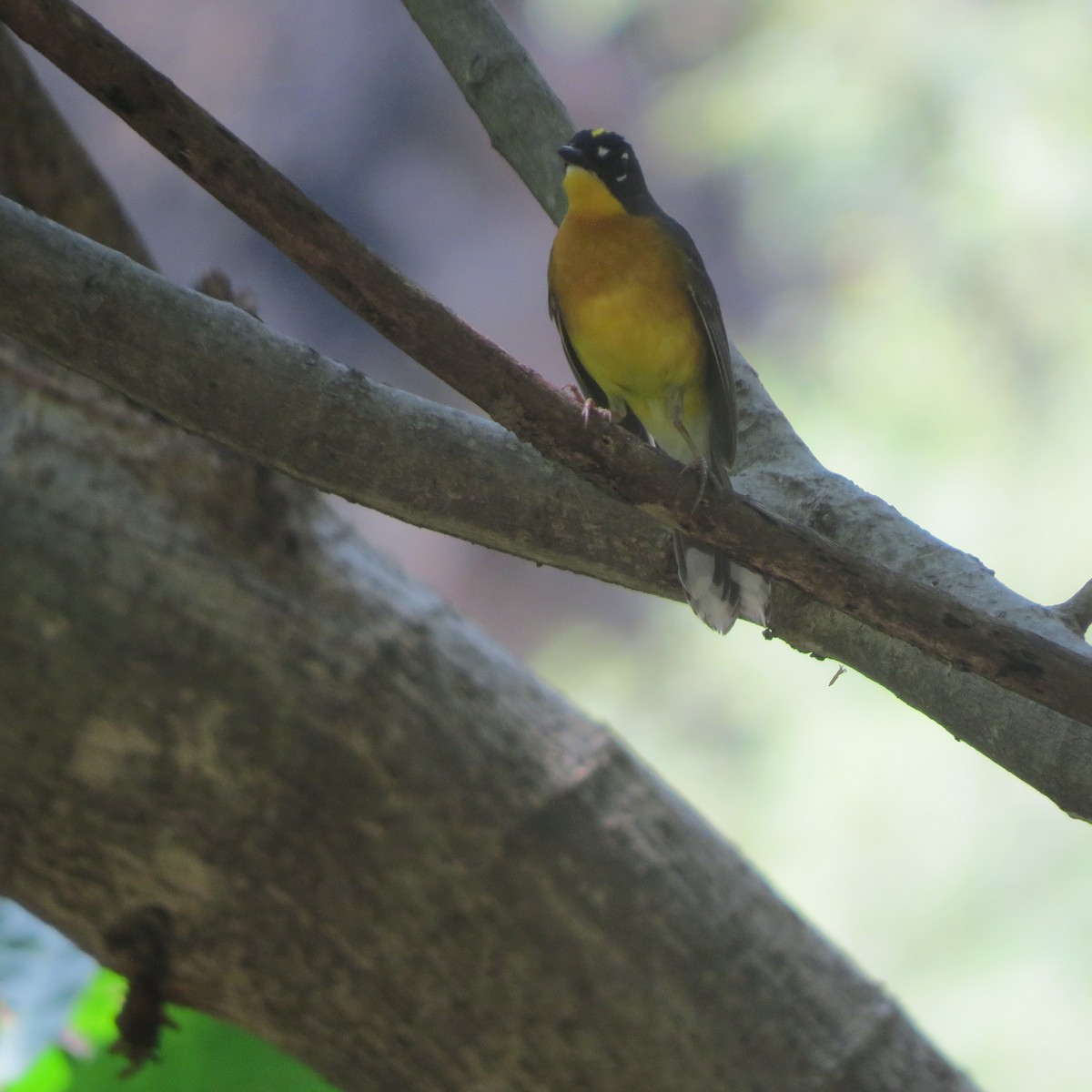 Fan-tailed Warbler - ML29979261