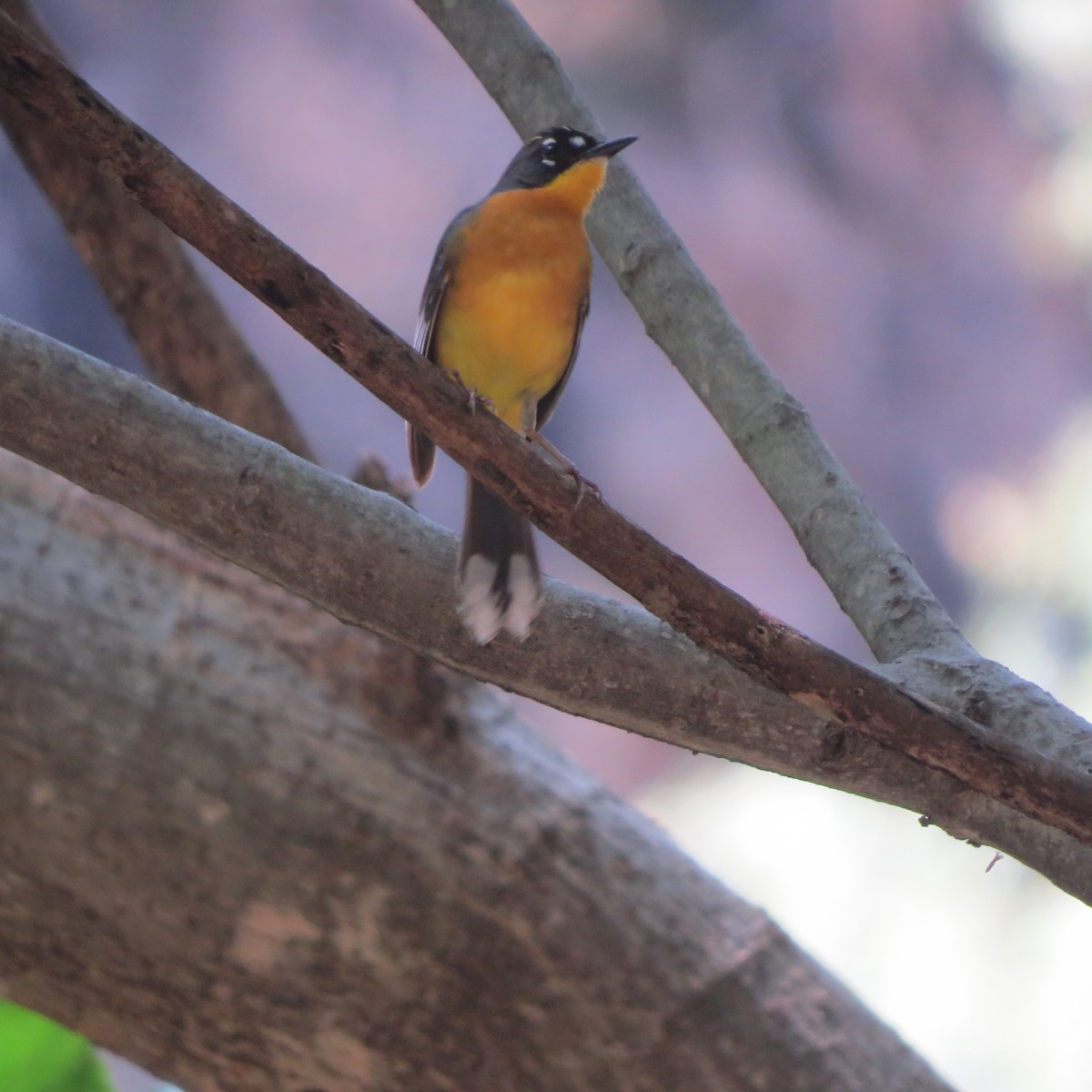 Fan-tailed Warbler - Georgia Conti