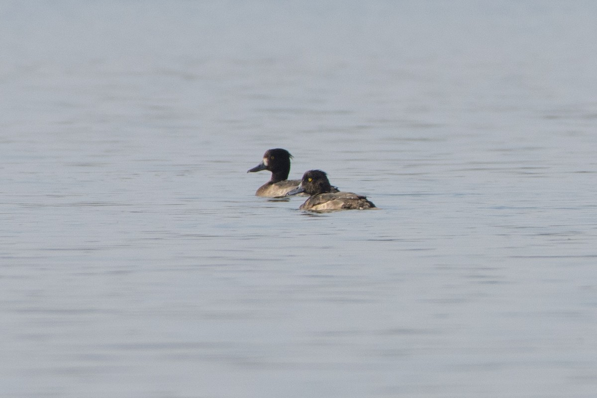 Tufted Duck - ML299793991