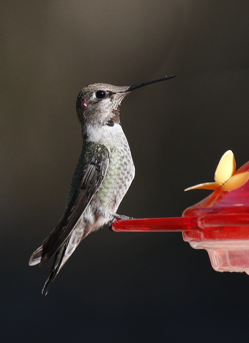 Anna's Hummingbird - ML299795971