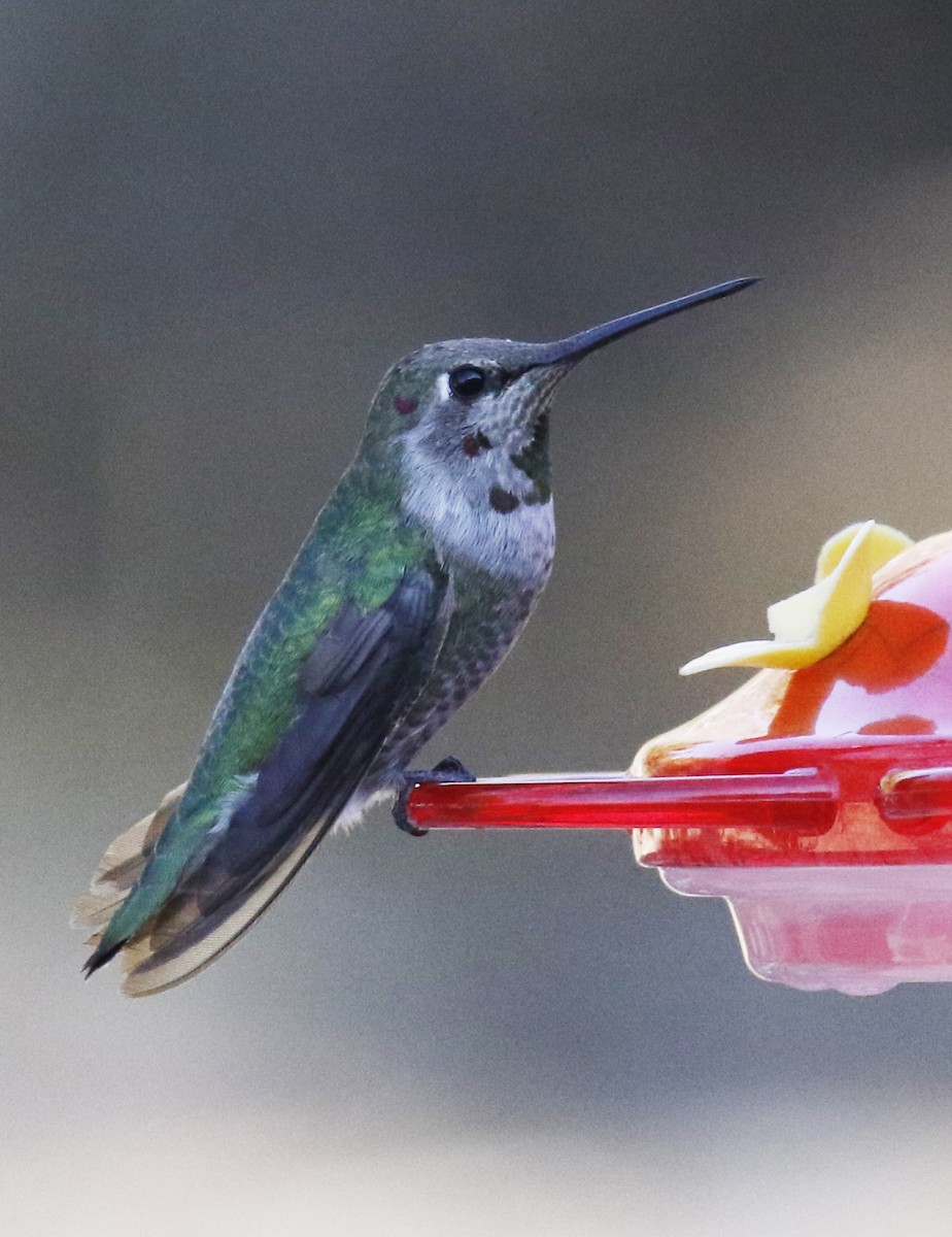 Anna's Hummingbird - ML299796021