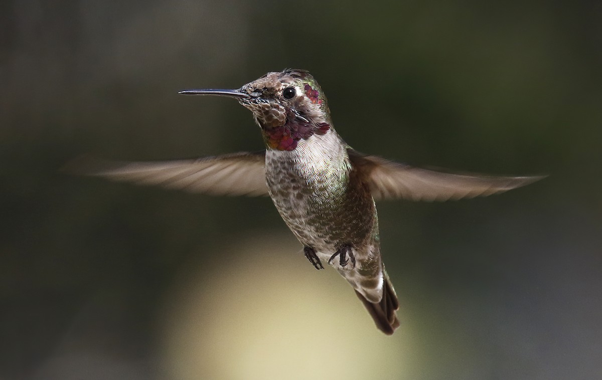 Anna's Hummingbird - ML299796161