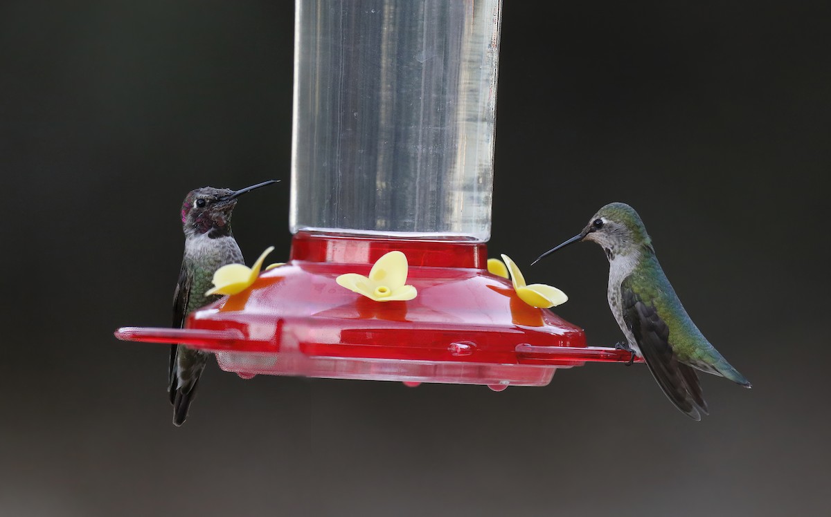 Anna's Hummingbird - ML299796281