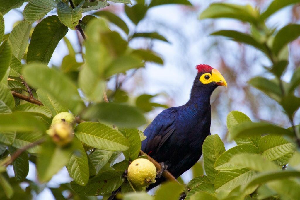 Ross's Turaco - ML299797231