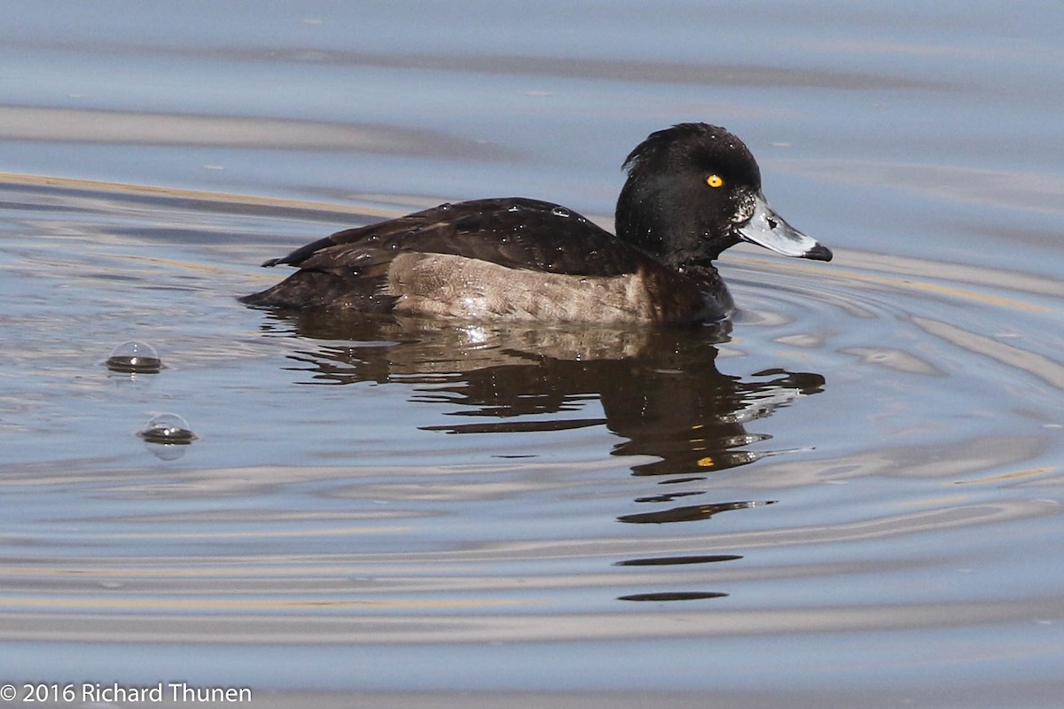 Tufted Duck - ML299798281