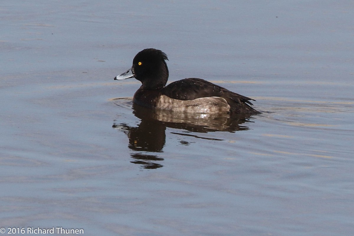 Tufted Duck - ML299798301