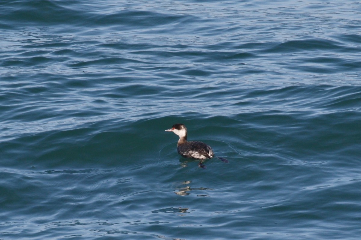 Horned Grebe - ML299798321