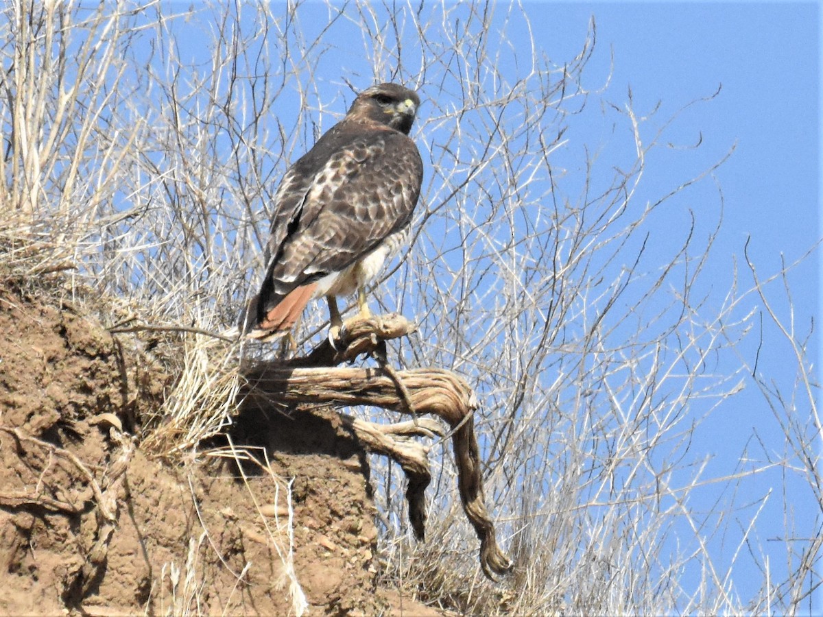 Red-tailed Hawk - ML299801061