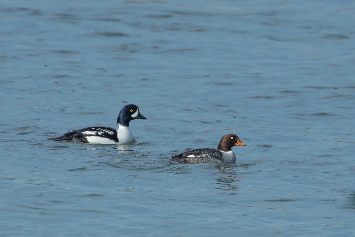 Barrow's Goldeneye - ML299803151