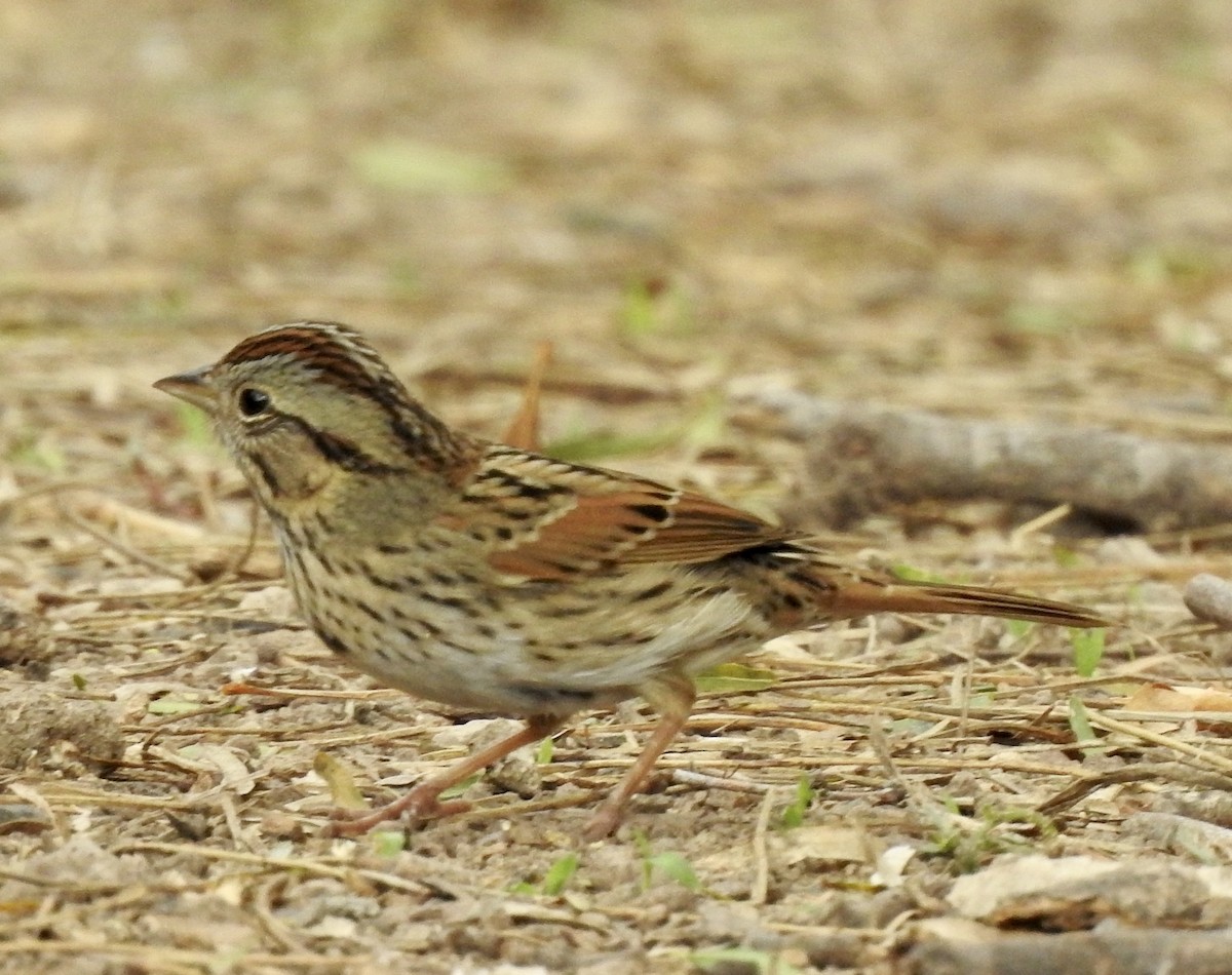 Lincoln's Sparrow - ML299803271