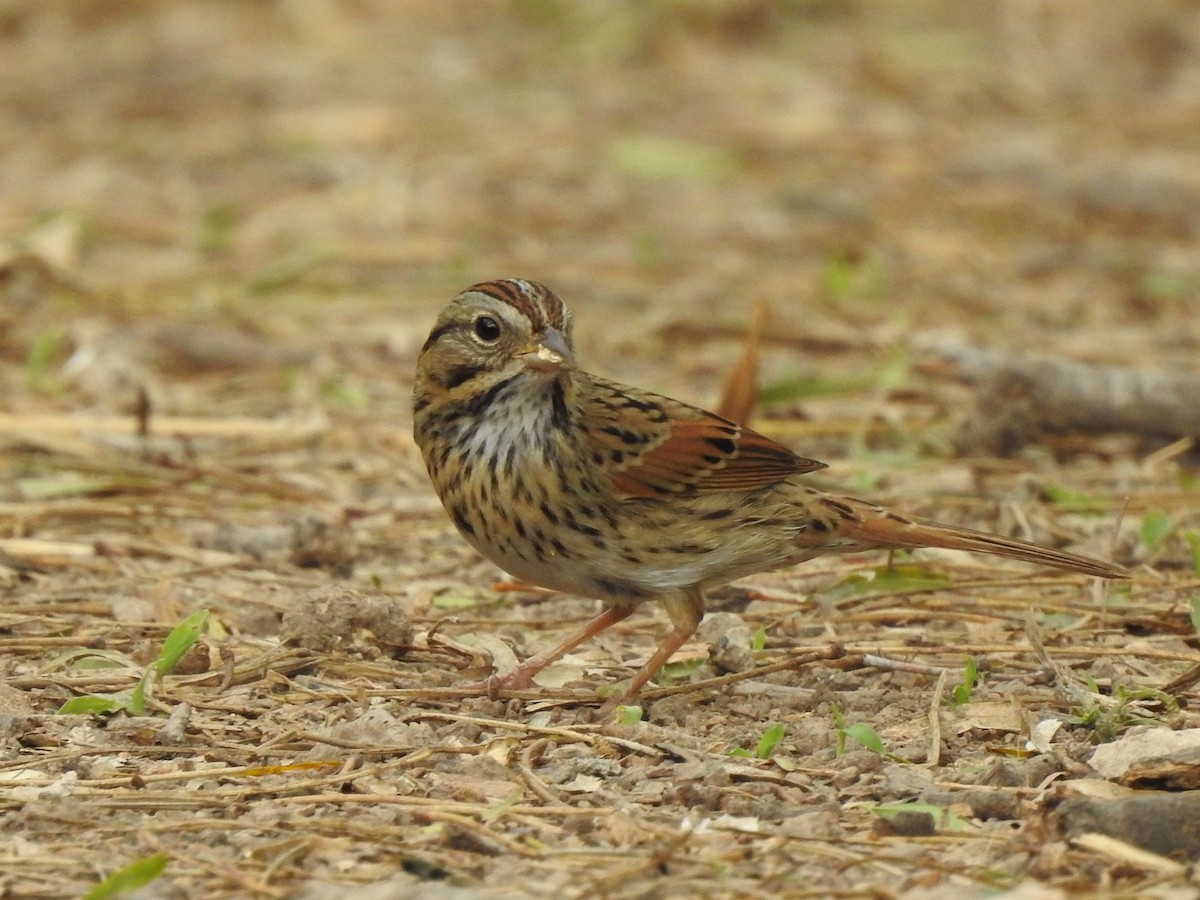Lincoln's Sparrow - ML299803281