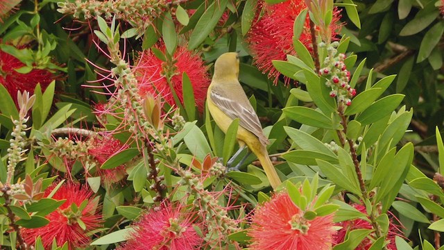 Orchard Oriole - ML299803421
