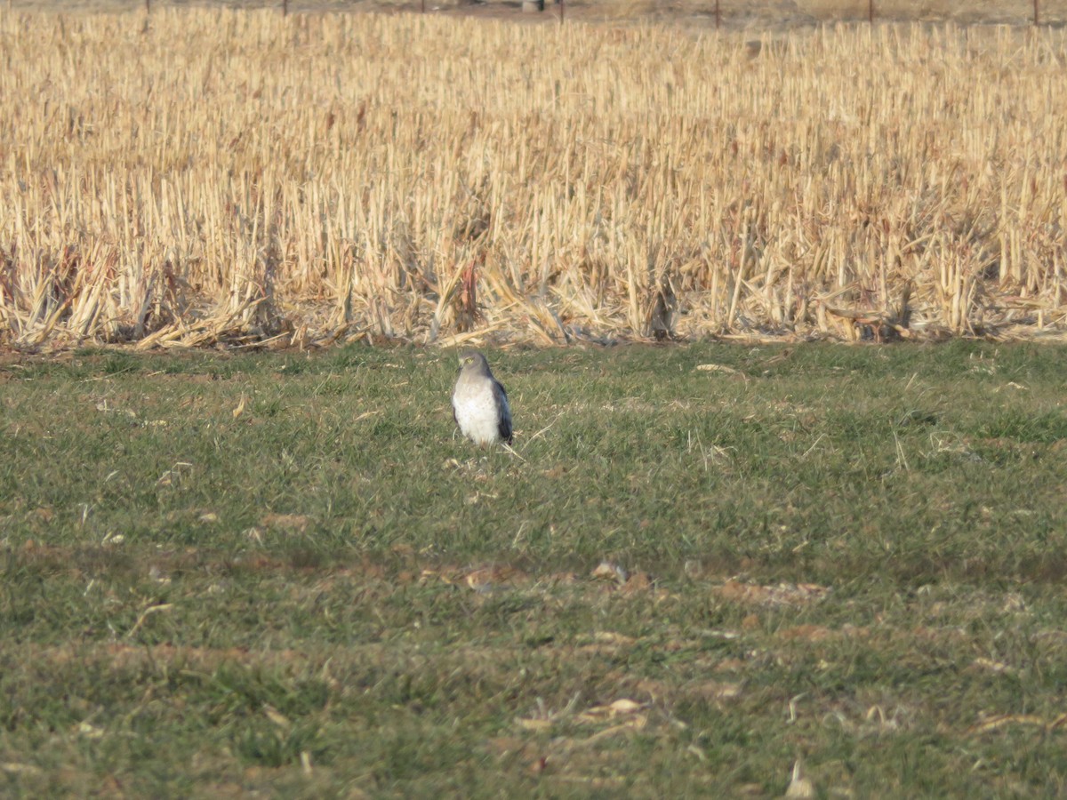 Northern Harrier - ML299805251