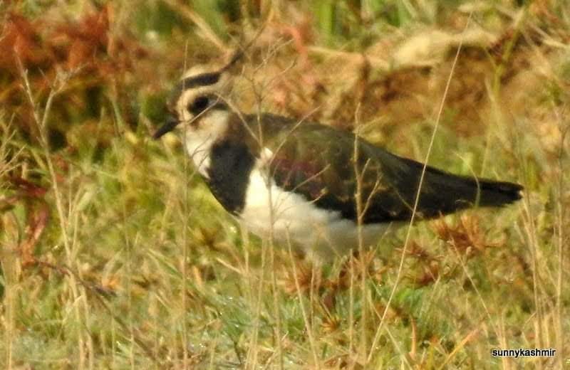 Northern Lapwing - ML299805301