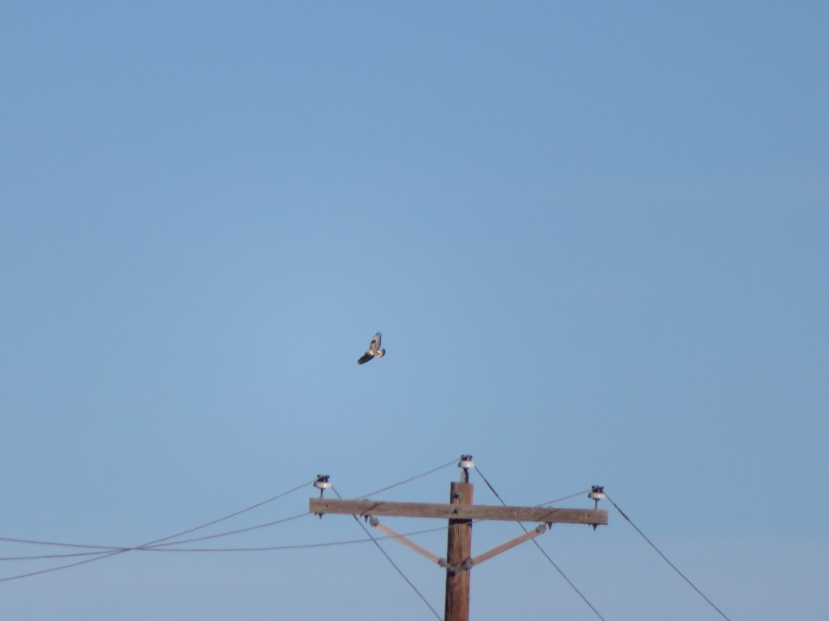 Rough-legged Hawk - ML299805581