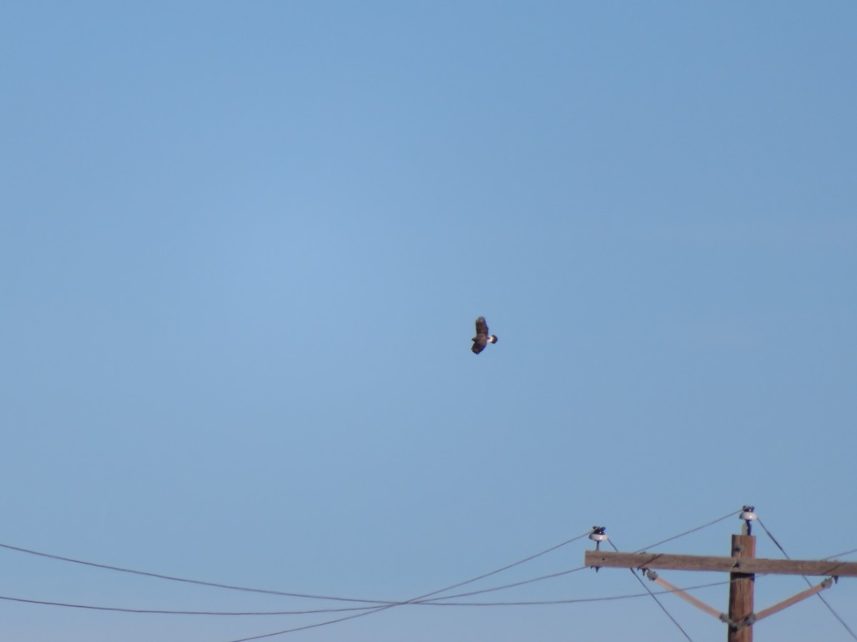 Rough-legged Hawk - ML299805601