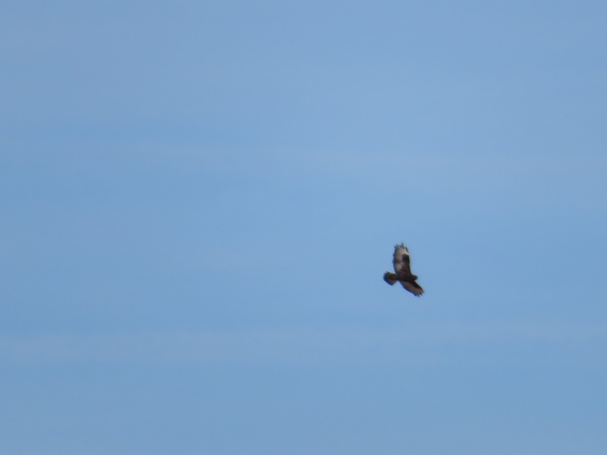 Rough-legged Hawk - ML299805611