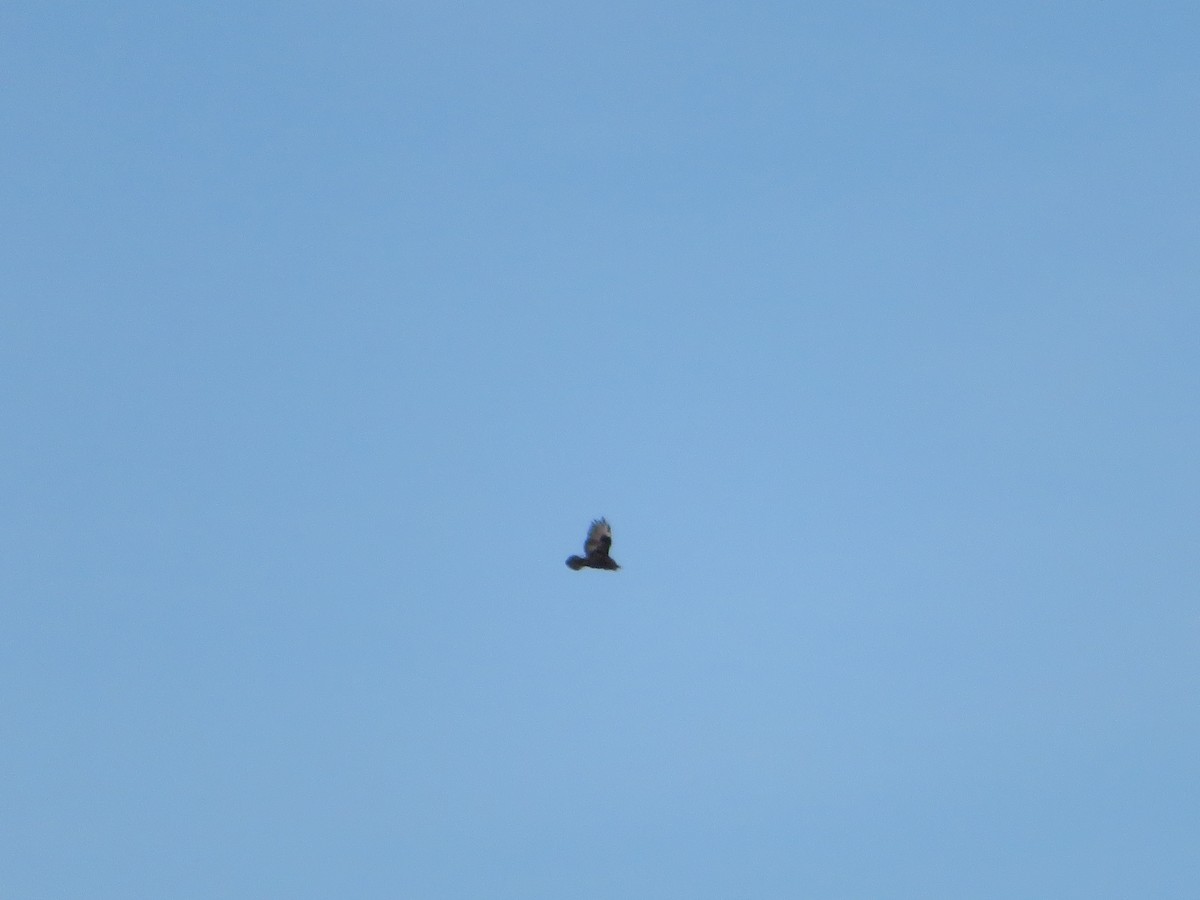 Rough-legged Hawk - ML299805631