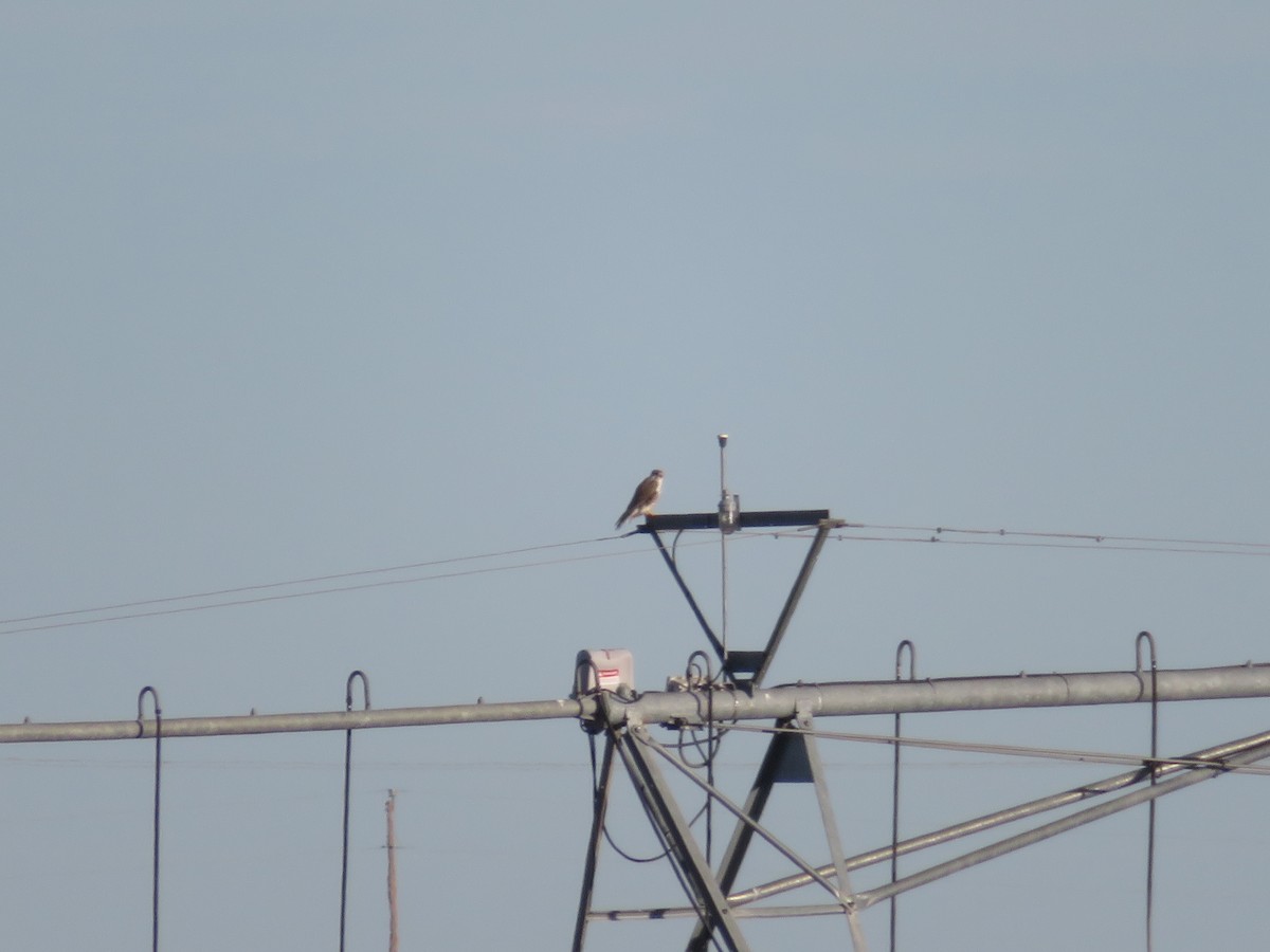 Prairie Falcon - ML299805731