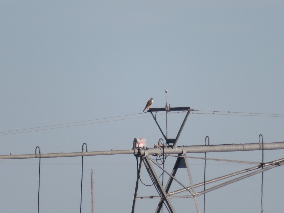 Prairie Falcon - ML299805741